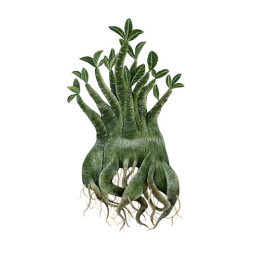 ハンモックジャパン合同会社